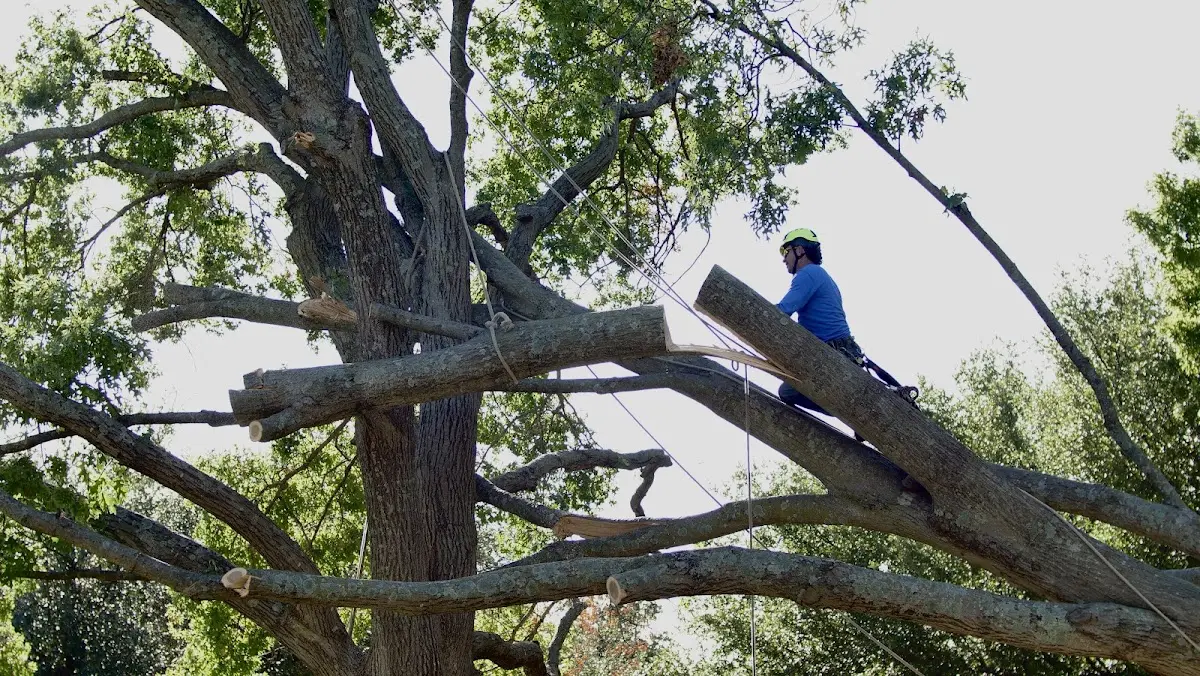 Professional Hazardous Tree Removal performed by certified arborists in Ellenton